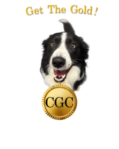 Get the Gold! Border Collie with large Gold CGC medal