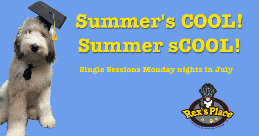 Summer's COOL! Summer sCOOL! Single Sessions Monday nights in July. Sheepadoodle wearing mortar board