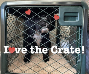 Happy black dog inside crate: "Love the crate!"